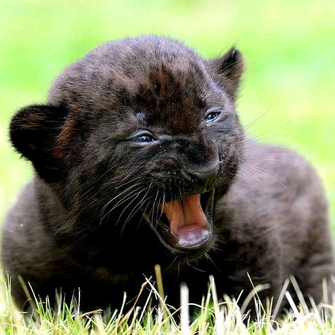 How Panthers Raise Their Young In The Wild