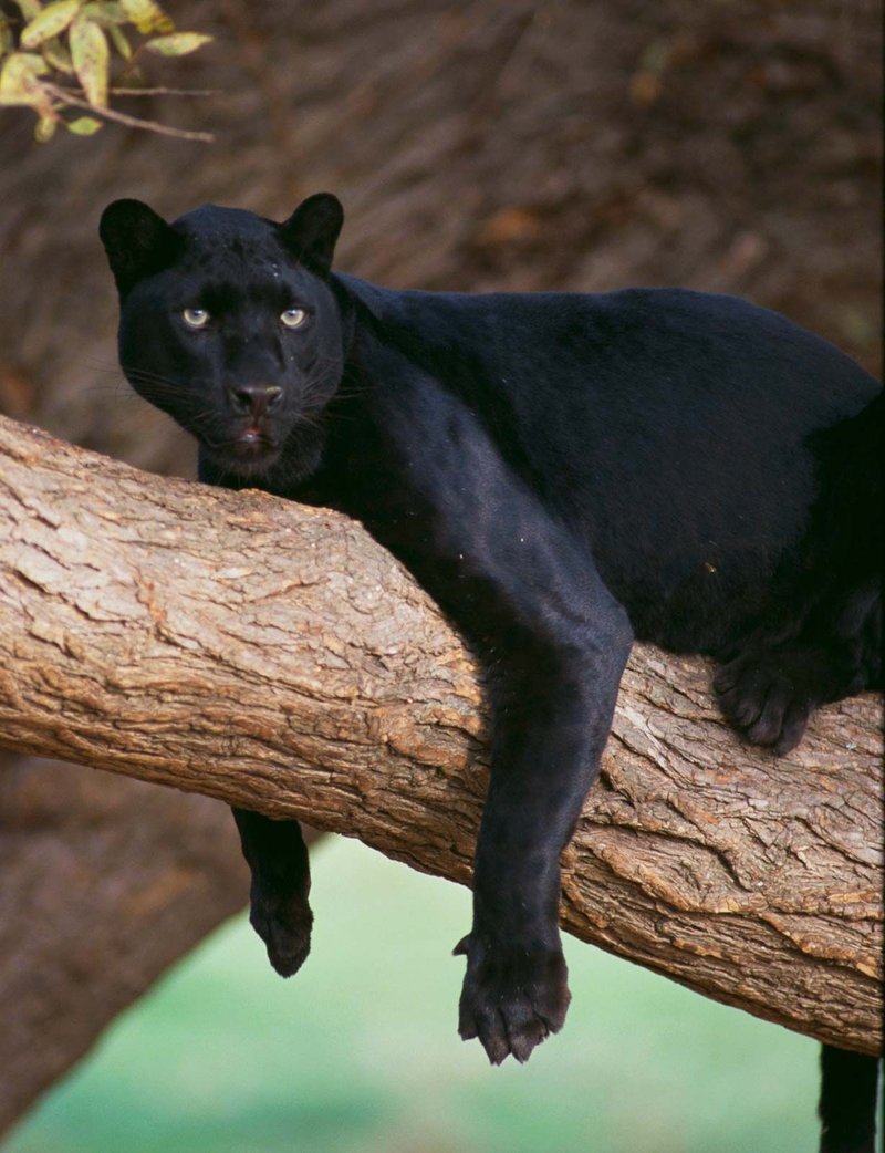How Panthers Survive In Harsh Environments