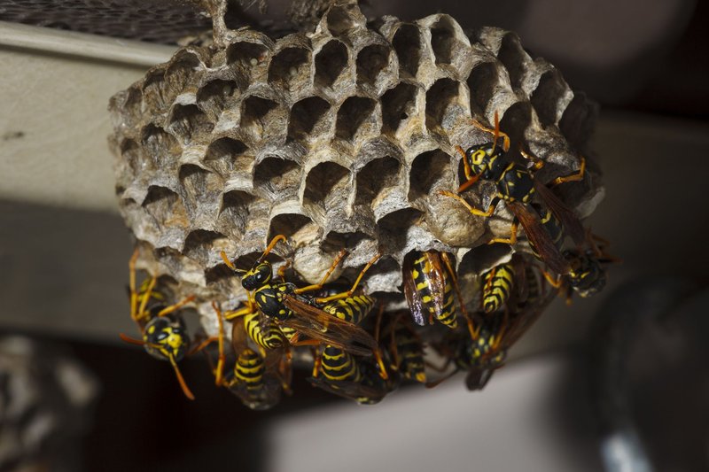 How Paper Wasps Communicate And Interact