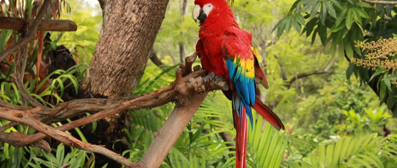 How Parrots Adapt To Their Environment