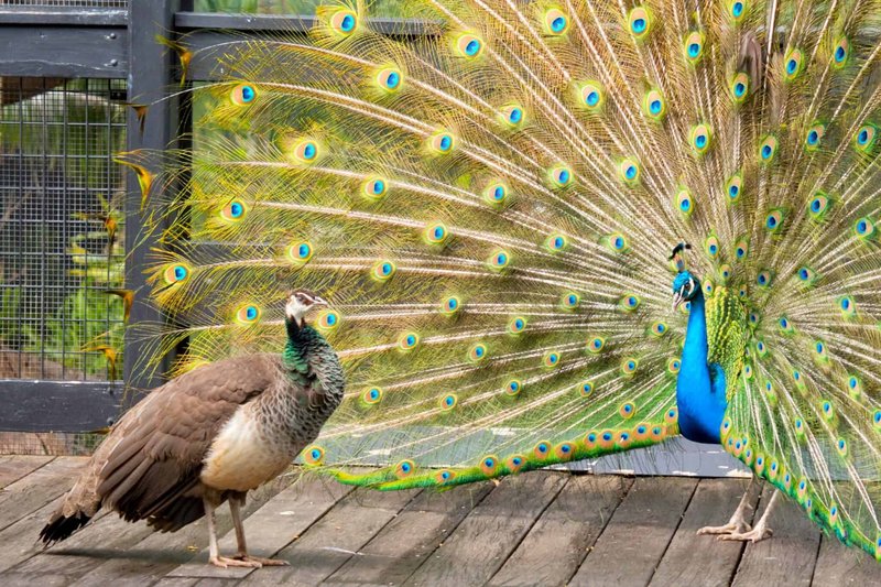 How Peacocks Adapt To Their Environment
