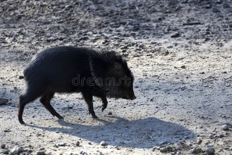 How Peccarys Raise Their Young In The Wild