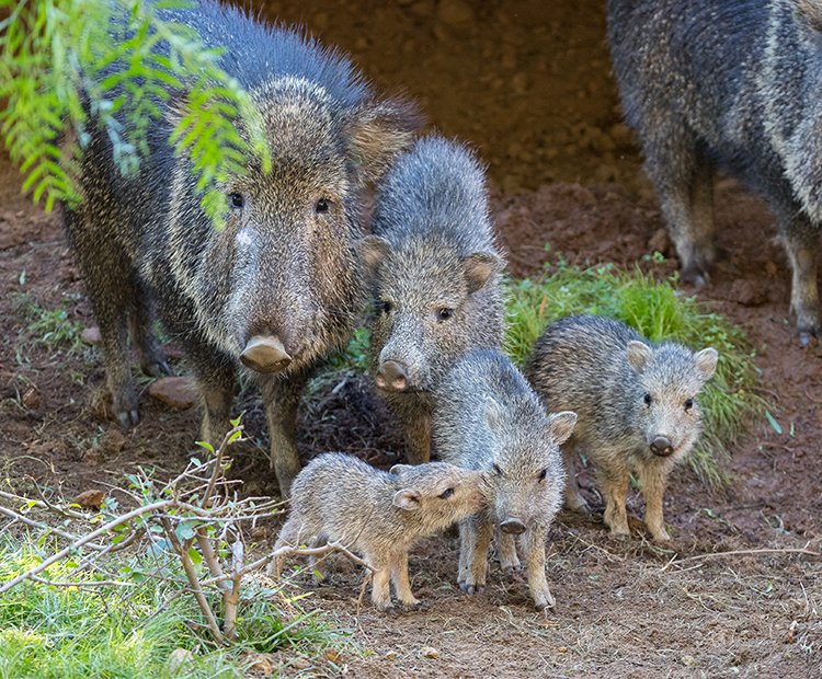 How Peccarys Survive In Harsh Environments