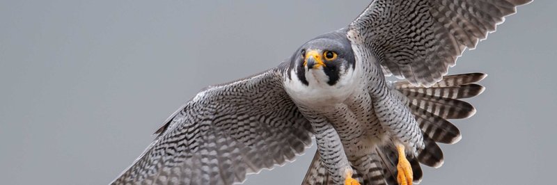 How Peregrine Falcons Adapt To Their Environment