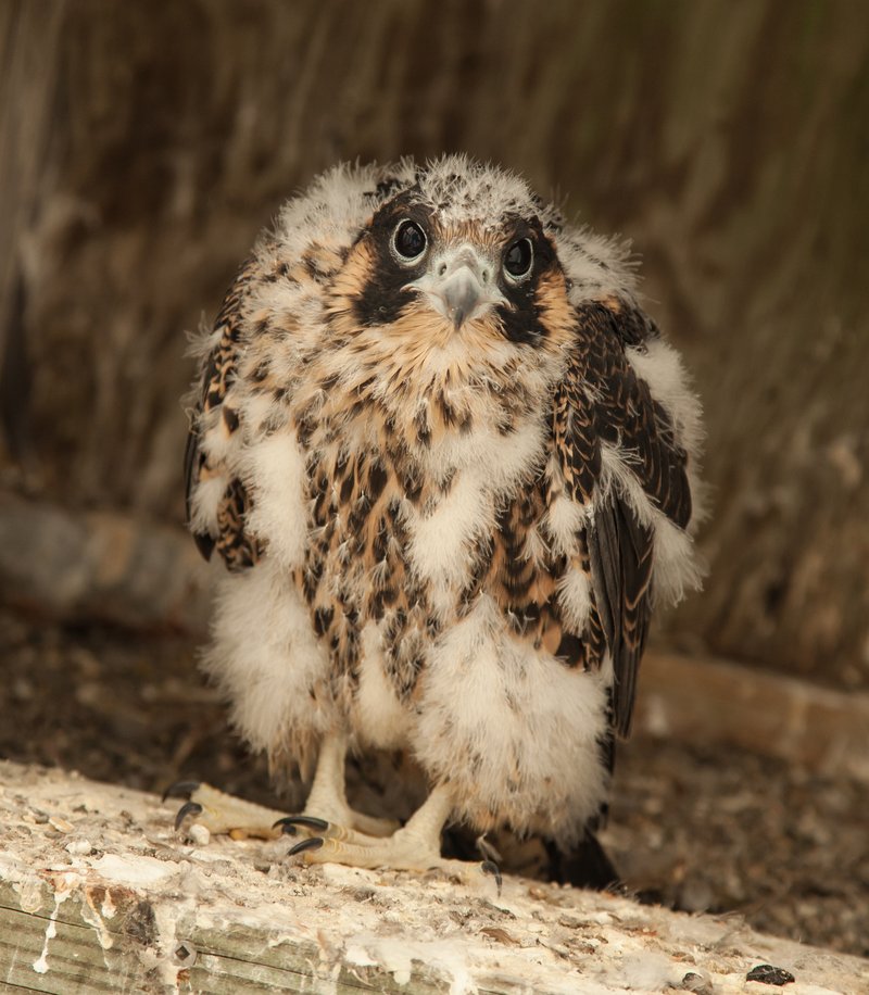 How Peregrine Falcons Raise Their Young In The Wild
