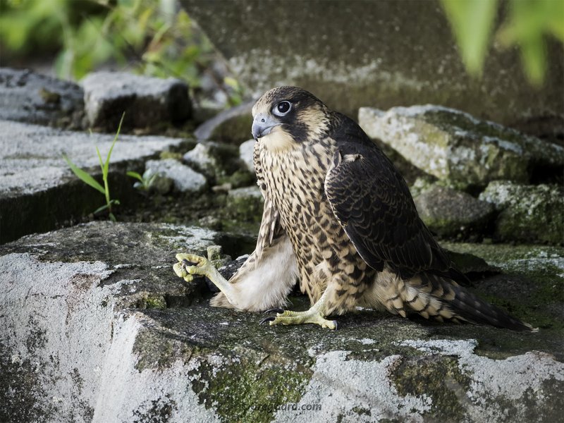 How Peregrine Falcons Raise Their Young In The Wild