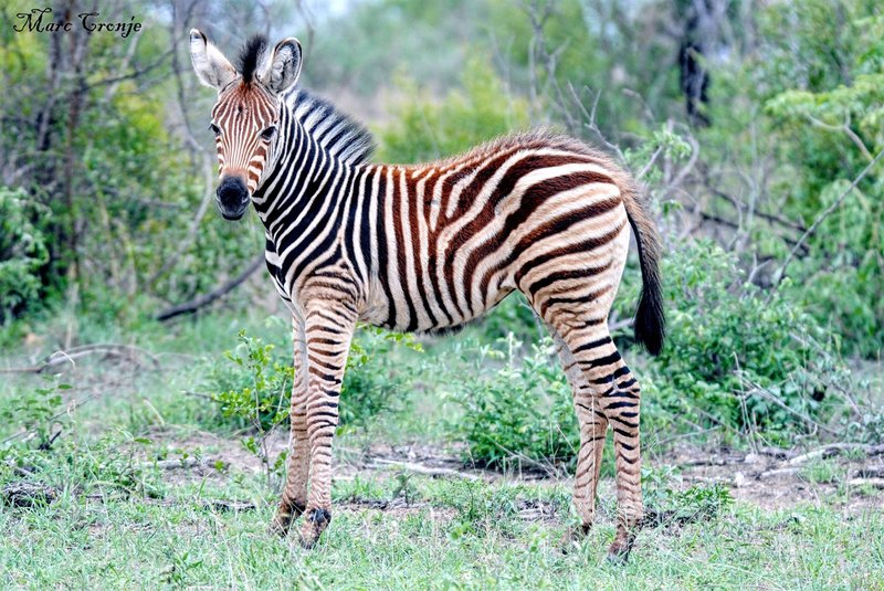 How Plains Zebras Raise Their Young In The Wild