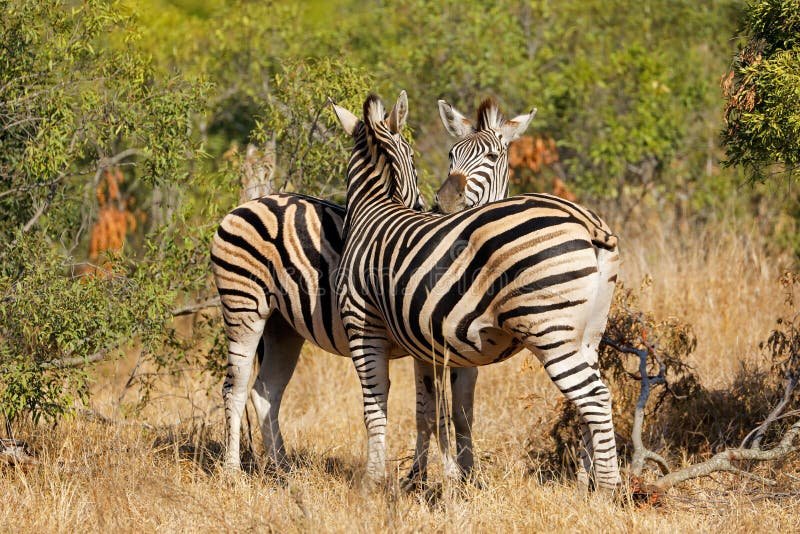 How Plains Zebras Survive In Harsh Environments