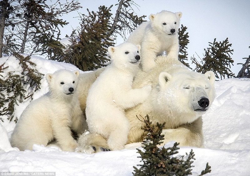 How Polar Bears Raise Their Young In The Wild