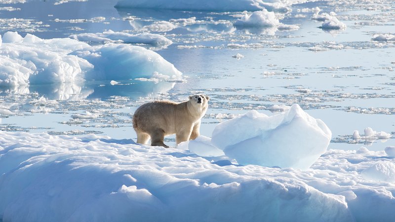 How Polar Bears Survive In Harsh Environments