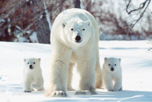 How Polar Bears Survive In Harsh Environments