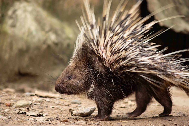 How Porcupines Raise Their Young In The Wild
