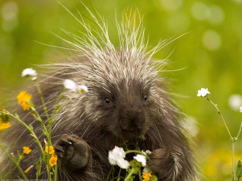 How Porcupines Survive In Harsh Environments