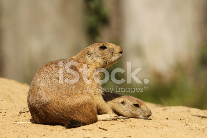 How Prairie Dogs Raise Their Young In The Wild