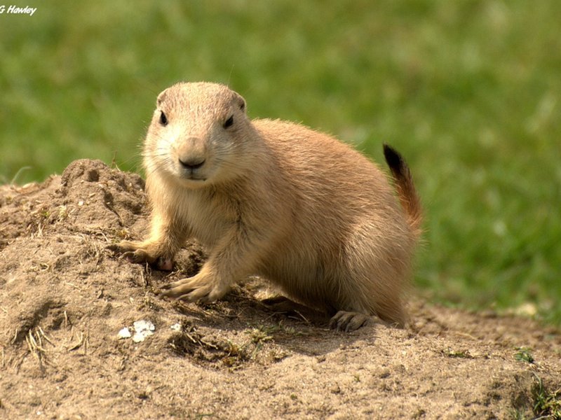 How Prairie Dogs Survive In Harsh Environments