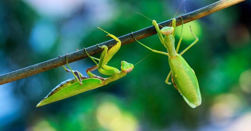 How Praying Mantiss Communicate And Interact
