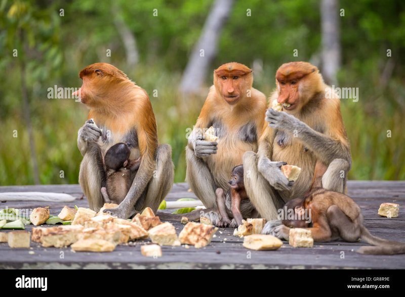How Proboscis Monkeys Raise Their Young In The Wild