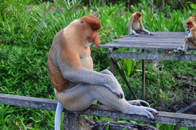 How Proboscis Monkeys Survive In Harsh Environments