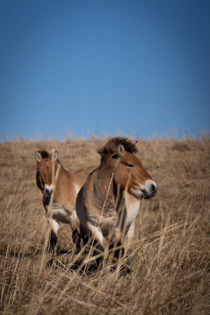 How Przewalski’S Horses Raise Their Young In The Wild