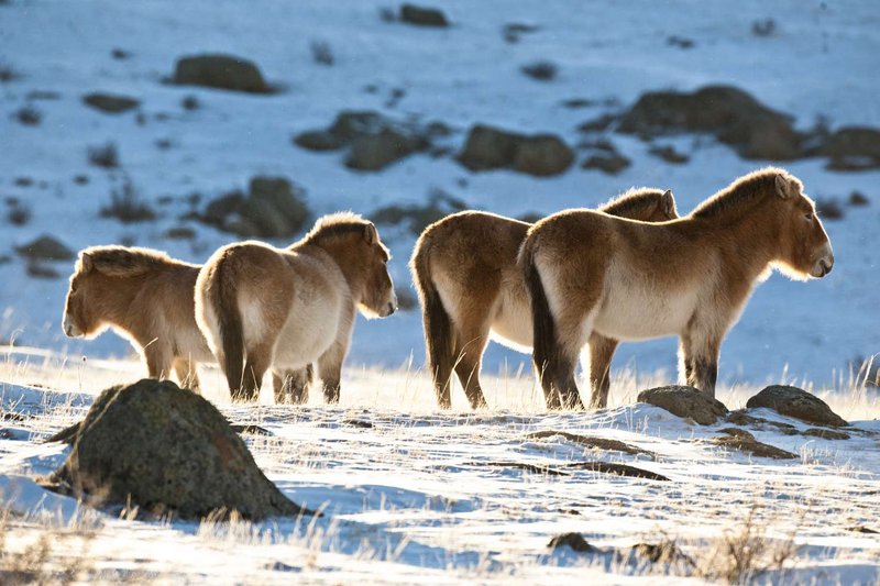 How Przewalski’S Horses Survive In Harsh Environments