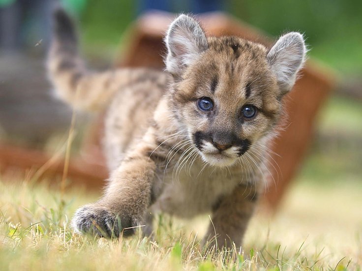How Pumas Raise Their Young In The Wild