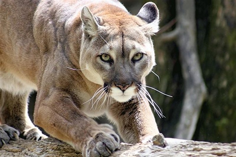 How Pumas Survive In Harsh Environments