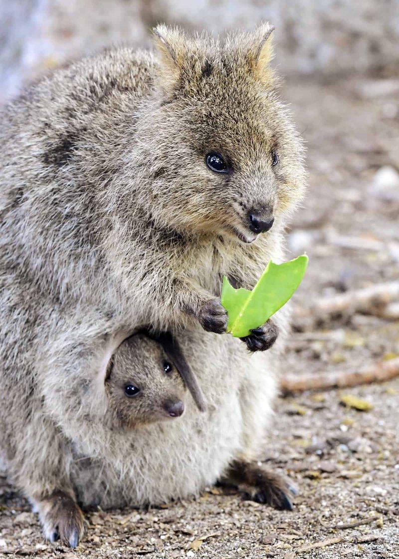 How Quokkas Raise Their Young In The Wild