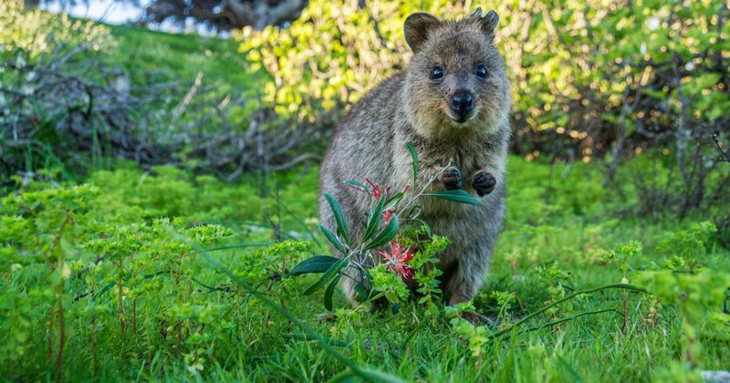 How Quokkas Survive In Harsh Environments