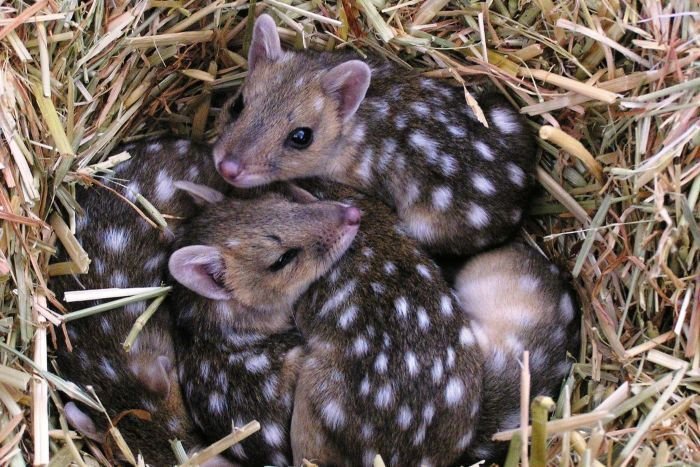 How Quolls Raise Their Young In The Wild