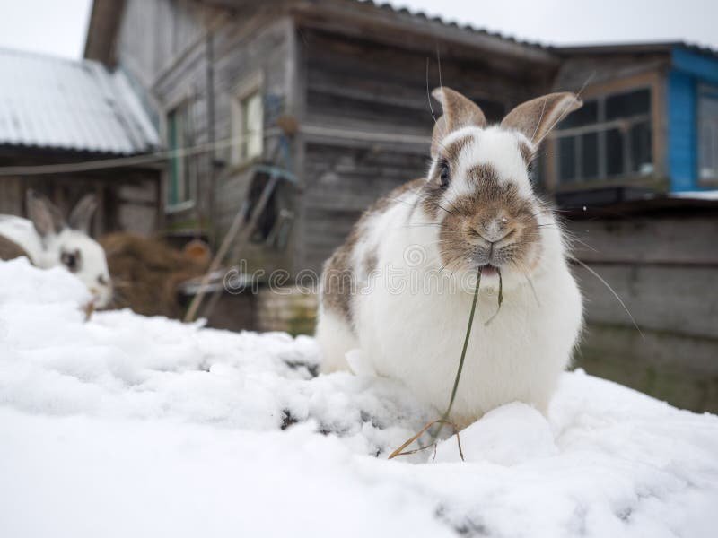 How Rabbits Survive In Harsh Environments