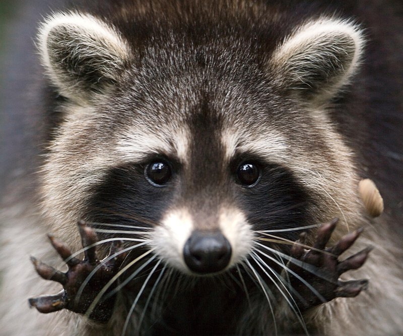 How Raccoons Raise Their Young In The Wild