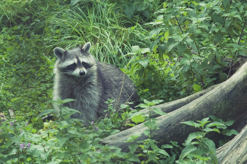 How Raccoons Survive In Harsh Environments
