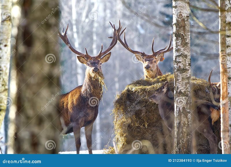 How Red Deers Raise Their Young In The Wild