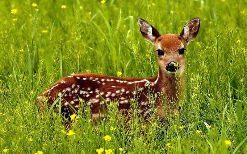 How Red Deers Survive In Harsh Environments