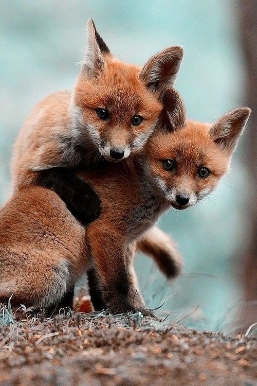 How Red Foxs Raise Their Young In The Wild