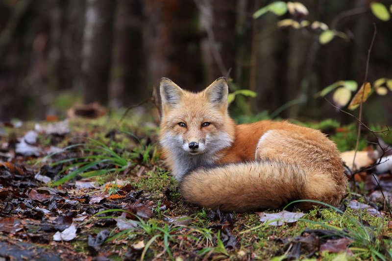 How Red Foxs Survive In Harsh Environments