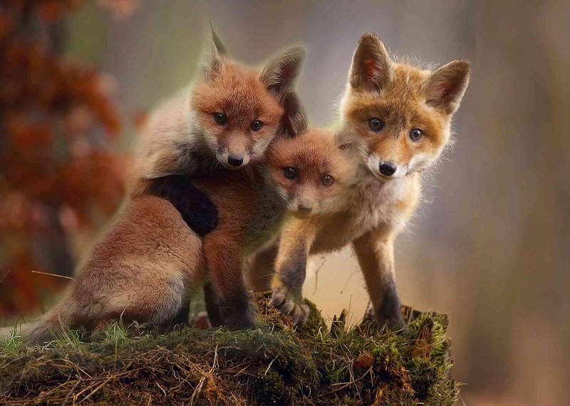 How Red Foxs Survive In Harsh Environments