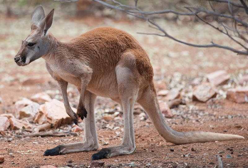 How Red Kangaroos Raise Their Young In The Wild