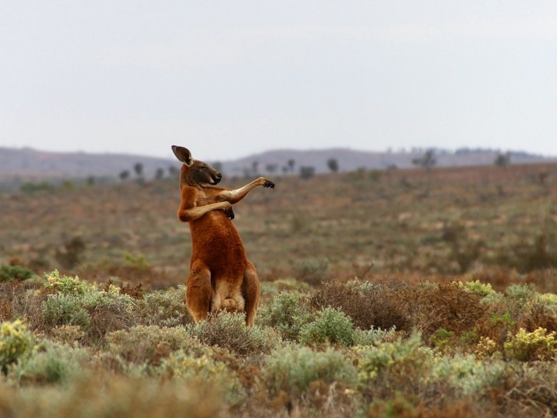 How Red Kangaroos Survive In Harsh Environments