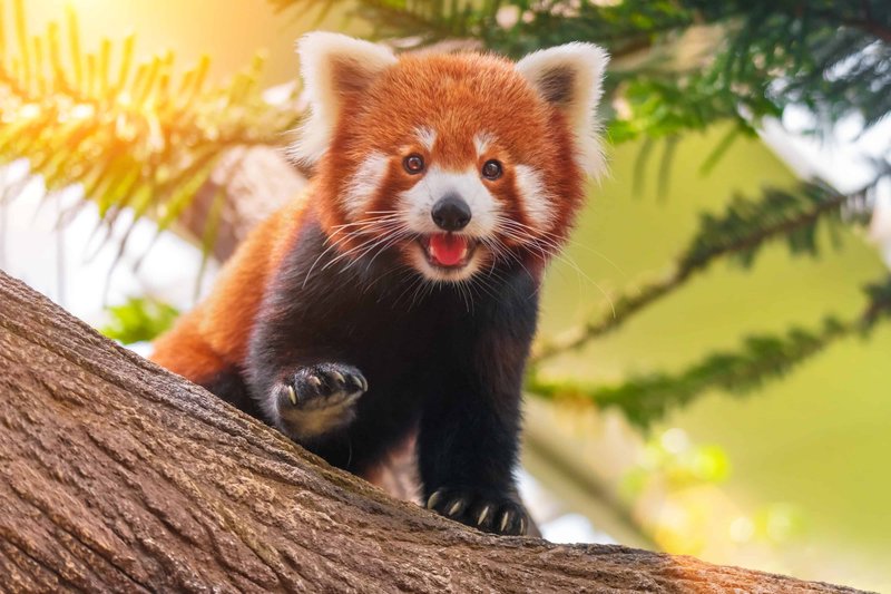 How Red Pandas Raise Their Young In The Wild