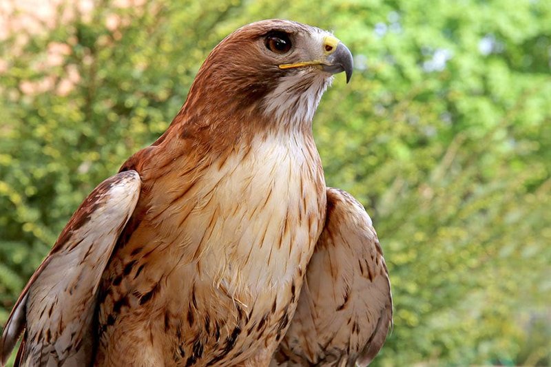 How Red-Tailed Hawks Adapt To Their Environment