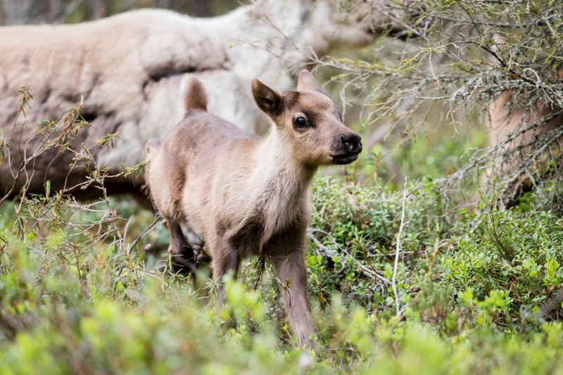 How Reindeers Raise Their Young In The Wild