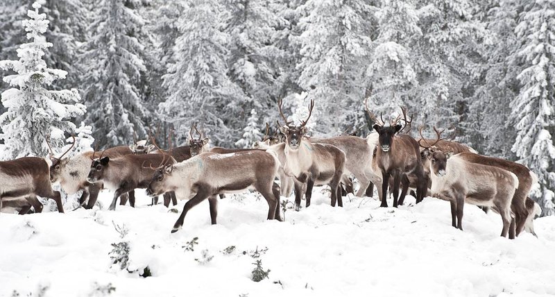 How Reindeers Survive In Harsh Environments