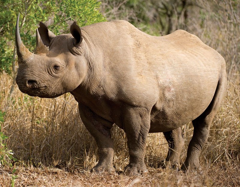 How Rhinoceross Survive In Harsh Environments