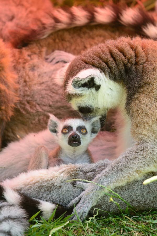 How Ring-Tailed Lemurs Raise Their Young In The Wild