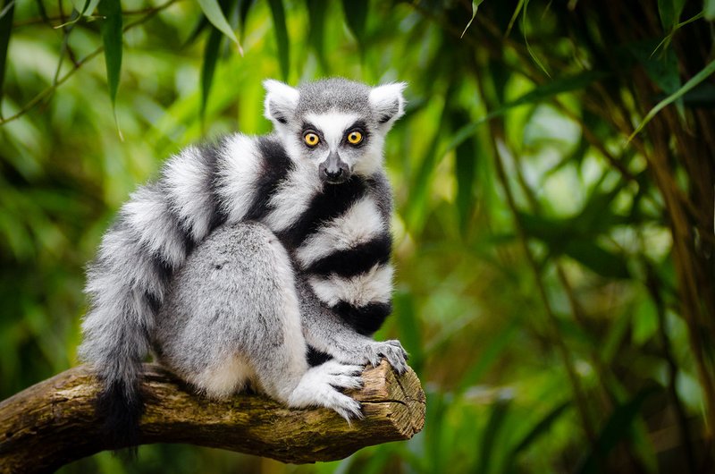How Ring-Tailed Lemurs Survive In Harsh Environments