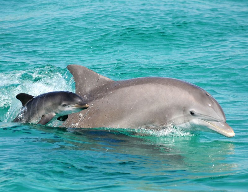 How River Dolphins Raise Their Young In The Wild