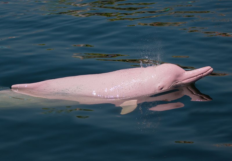 How River Dolphins Survive In Harsh Environments