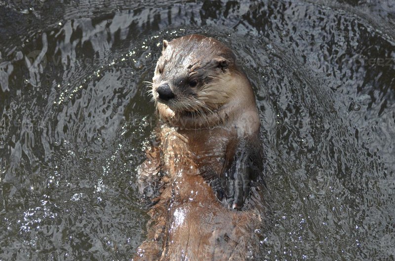 How River Otters Survive In Harsh Environments