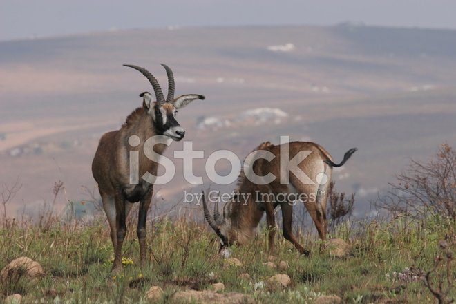 How Roan Antelopes Raise Their Young In The Wild